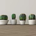 Four Green Cactus Potted Plants In White Pots On Wooden Floor With Light Background