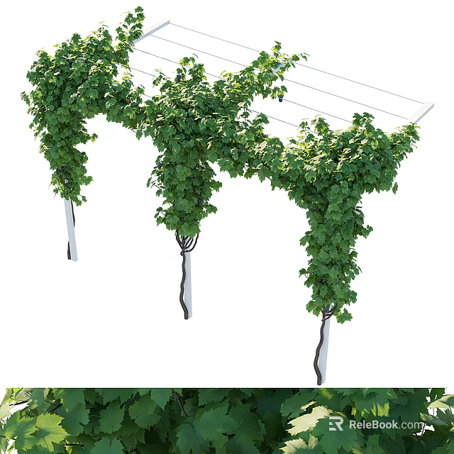Decorative Climbing Vines With Lush Green Leaves Covering Outdoor Trellis Structure 3d model 