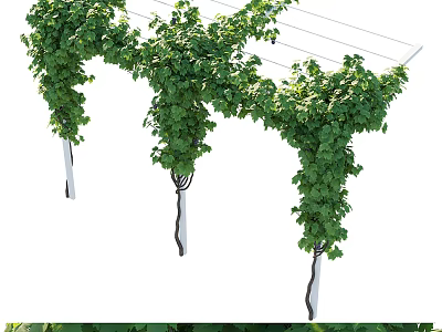 Decorative Climbing Vines With Lush Green Leaves Covering Outdoor Trellis Structure 3d model