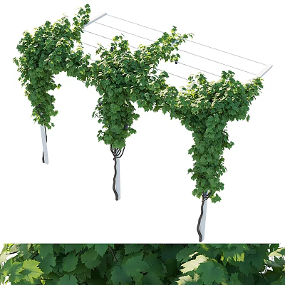 Decorative Climbing Vines With Lush Green Leaves Covering Outdoor Trellis Structure 3d model