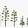 Plants Trees Trees Landscape Trees Arbor 3d model