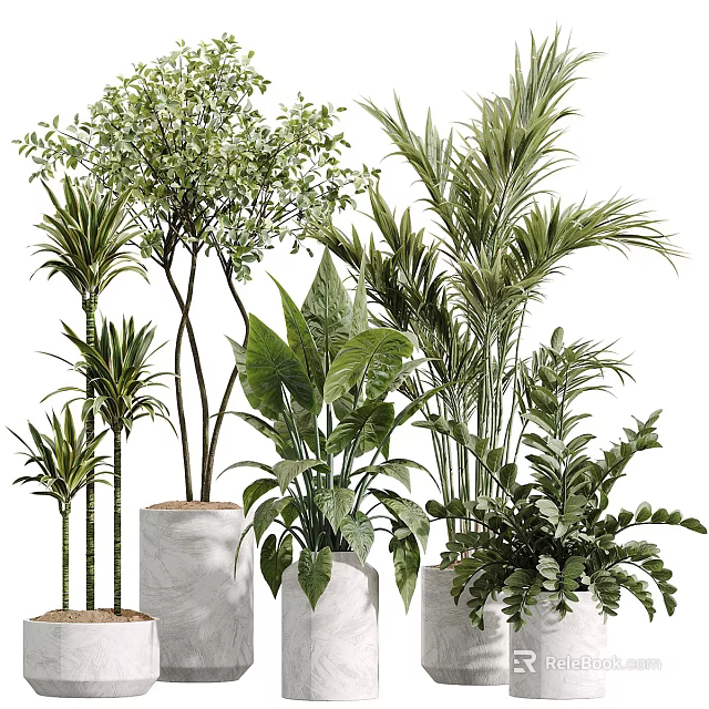 Various Potted Plants With Diverse Leaf Types And Ceramic Pots For Home Decor 3d model 