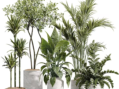 Various Potted Plants With Diverse Leaf Types And Ceramic Pots For Home Decor 3d model
