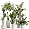 Various Potted Plants With Diverse Leaf Types And Ceramic Pots For Home Decor