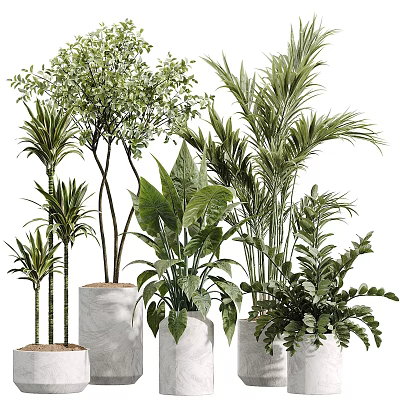 Various Potted Plants With Diverse Leaf Types And Ceramic Pots For Home Decor 3d model