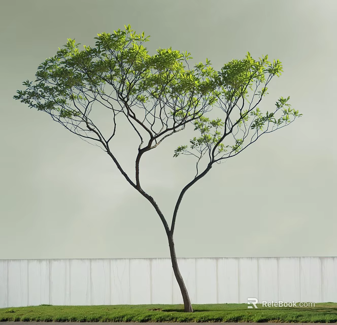 Green Leafy Arbor With Dark Trunk Against Light Wall And White Fence 3d model 