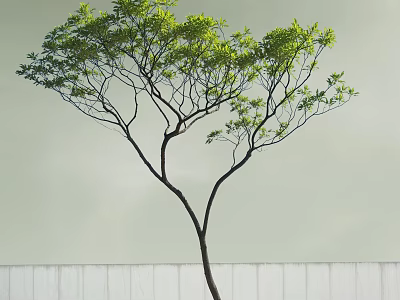 Green Leafy Arbor With Dark Trunk Against Light Wall And White Fence 3d model
