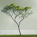 Green Leafy Arbor With Dark Trunk Against Light Wall And White Fence