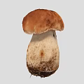 Mushroom Scan Mushroom Vegetables 3d model