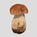 Mushroom Scan Mushroom Vegetables 3d model