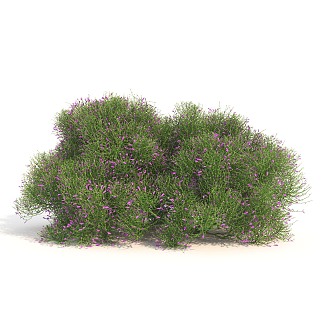 plant green plant shrub ball flowers 3d model