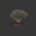 Intricate Coral Polyps Structure Displayed On Wooden Base With Informative Label