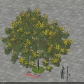 Blossoming Arbor With Yellow Flowers Standing 4 Meters Tall On Paved Ground Near Two People