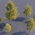 Multiple Arbor Trees With Various Sizes And Yellow Green Foliage Casting Shadows On Gray Background