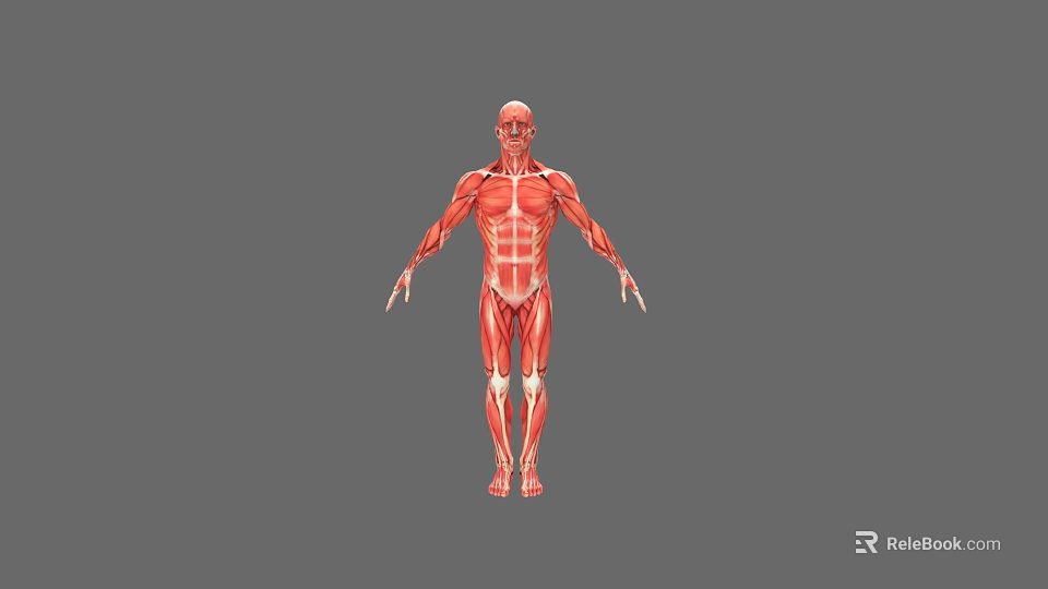 Human Muscular Organ System 3D Model Displaying Full Body Muscle Structure Red Muscles White Bones 3d model 