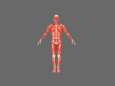Human Muscular Organ System 3D Model Displaying Full Body Muscle Structure Red Muscles White Bones 3d model