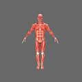 Human Muscular Organ System 3D Model Displaying Full Body Muscle Structure Red Muscles White Bones