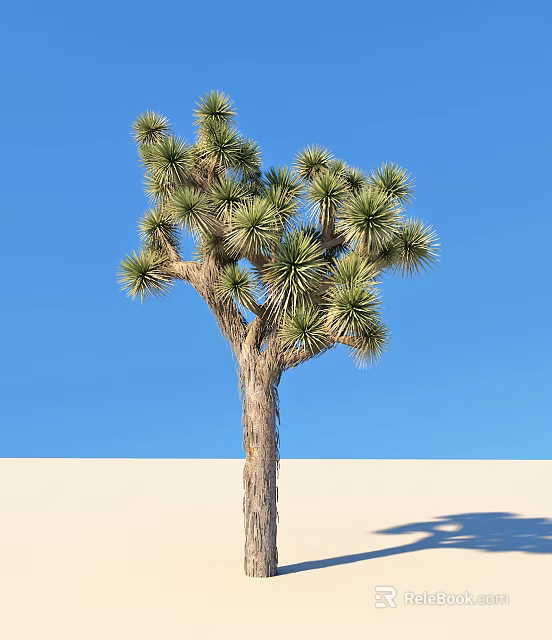 Joshua Tree With Spiky Leaves And Branching Trunk Against Clear Blue Sky On Sandy Ground 3d model 