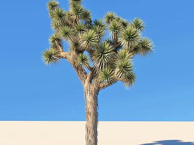 Joshua Tree With Spiky Leaves And Branching Trunk Against Clear Blue Sky On Sandy Ground 3d model