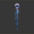 Blue and Purple Jellyfish with Long Tentacles on Dark Background Showing Reflection
