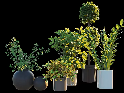 Various Bonsai Potted Plants With Lush Green Foliage And Diverse Ceramic Planters 3d model