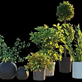 Various Bonsai Potted Plants With Lush Green Foliage And Diverse Ceramic Planters