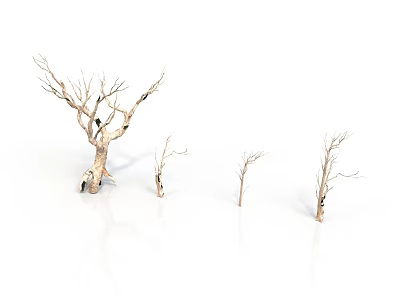 Dry Trees of Various Sizes Standing on White Background with Bare Branches 3d model