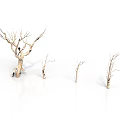 Dry Trees of Various Sizes Standing on White Background with Bare Branches