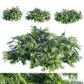 Green Shrub Plants With Lush Foliage For Garden Landscaping Design