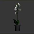 White Orchid Plant with White Flowers and Green Leaves in Black Pot Against Gray Background