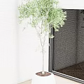 Elegant Potted Bonsai Tree in White Pot by Window with White Blinds and Green Grass