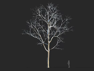 Tall Bare Tree with Leafless Branches on Black Background and Small Human Figure for Scale 3d model