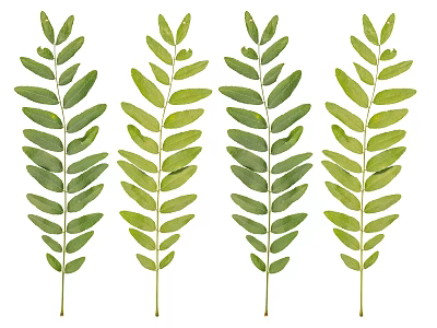 Fresh Green Plant Leaves Arranged In Natural Foliage Design 3d model