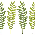 Fresh Green Plant Leaves Arranged In Natural Foliage Design