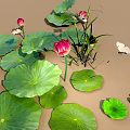 Vibrant Aquatic Plants With Large Green Lotus Leaves And Pink Flowers On Water Surface