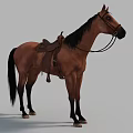 Detailed Brown Horse With Leather Saddle And Bridle Standing On Gray Background