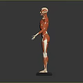 Medical Device Anatomical Human Muscle Model With Red White Color And Black Standing Base