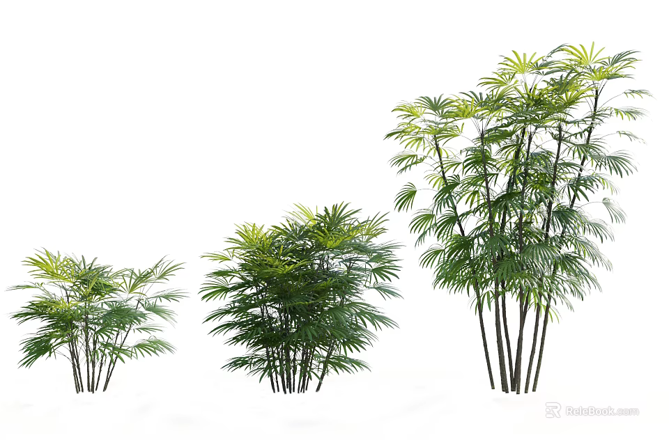 Different Sizes of Green Leafy Plants with Slender Stems and Feathery Leaves for Decoration 3d model 
