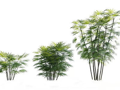 Different Sizes of Green Leafy Plants with Slender Stems and Feathery Leaves for Decoration 3d model