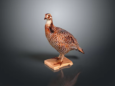Flying Animal Quail With Striped Feathers Standing On Wooden Base Against Dark Background 3d model