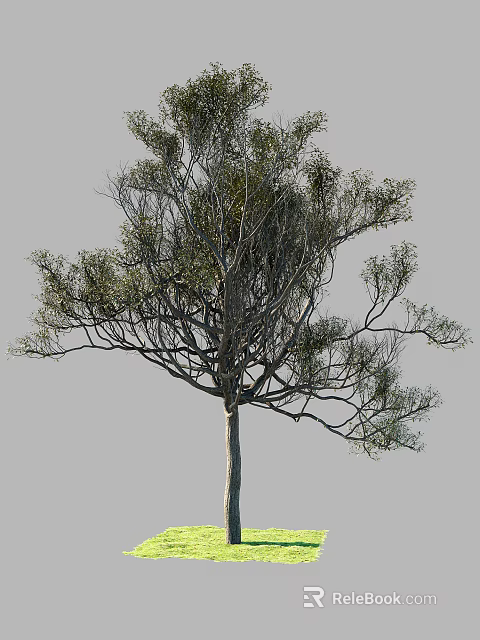 Tall Arbor Tree With Slender Trunk Spreading Branches Green Foliage Against Gray Background 3d model 