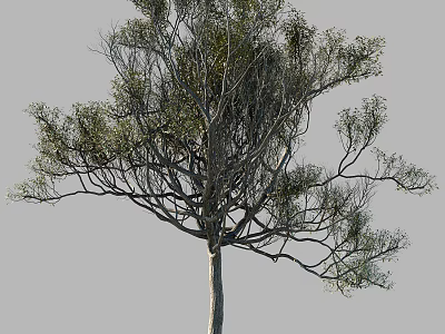 Tall Arbor Tree With Slender Trunk Spreading Branches Green Foliage Against Gray Background 3d model