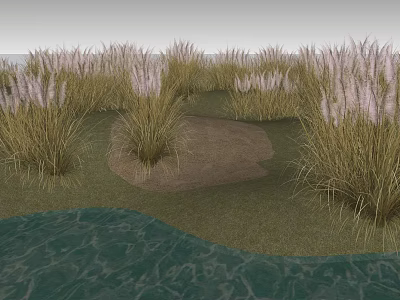 Tall Grasses With White Plumes Growing Near Water In Natural Landscape 3d model