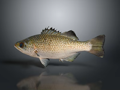 Brownish Spotted Fish With Scales Fins Large Eyes And Reflective Surface On Gray Background 3d model