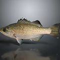 Brownish Spotted Fish With Scales Fins Large Eyes And Reflective Surface On Gray Background
