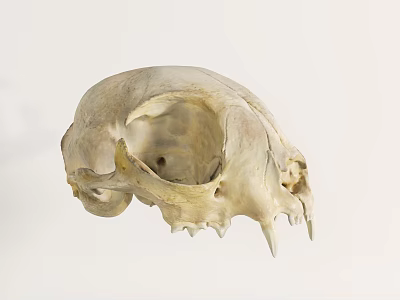Detailed Animal Skull Specimen With Natural Bone Structure On White Background 3d model