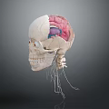 Human Head Organs Anatomical Structure 3D Model with Skull Brain and Nerves 3d model