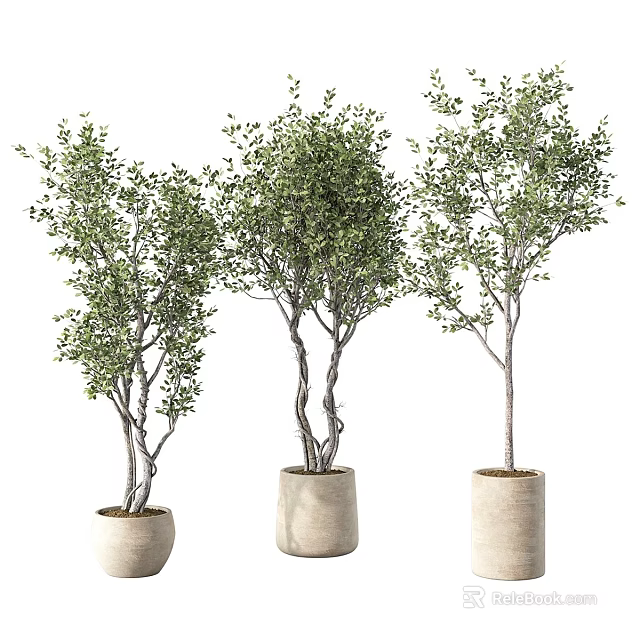 Potted Bonsai Trees With Green Leaves Different Trunk Shapes And Beige Pots 3d model 