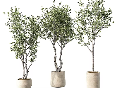 Potted Bonsai Trees With Green Leaves Different Trunk Shapes And Beige Pots 3d model