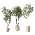 Potted Bonsai Trees With Green Leaves Different Trunk Shapes And Beige Pots